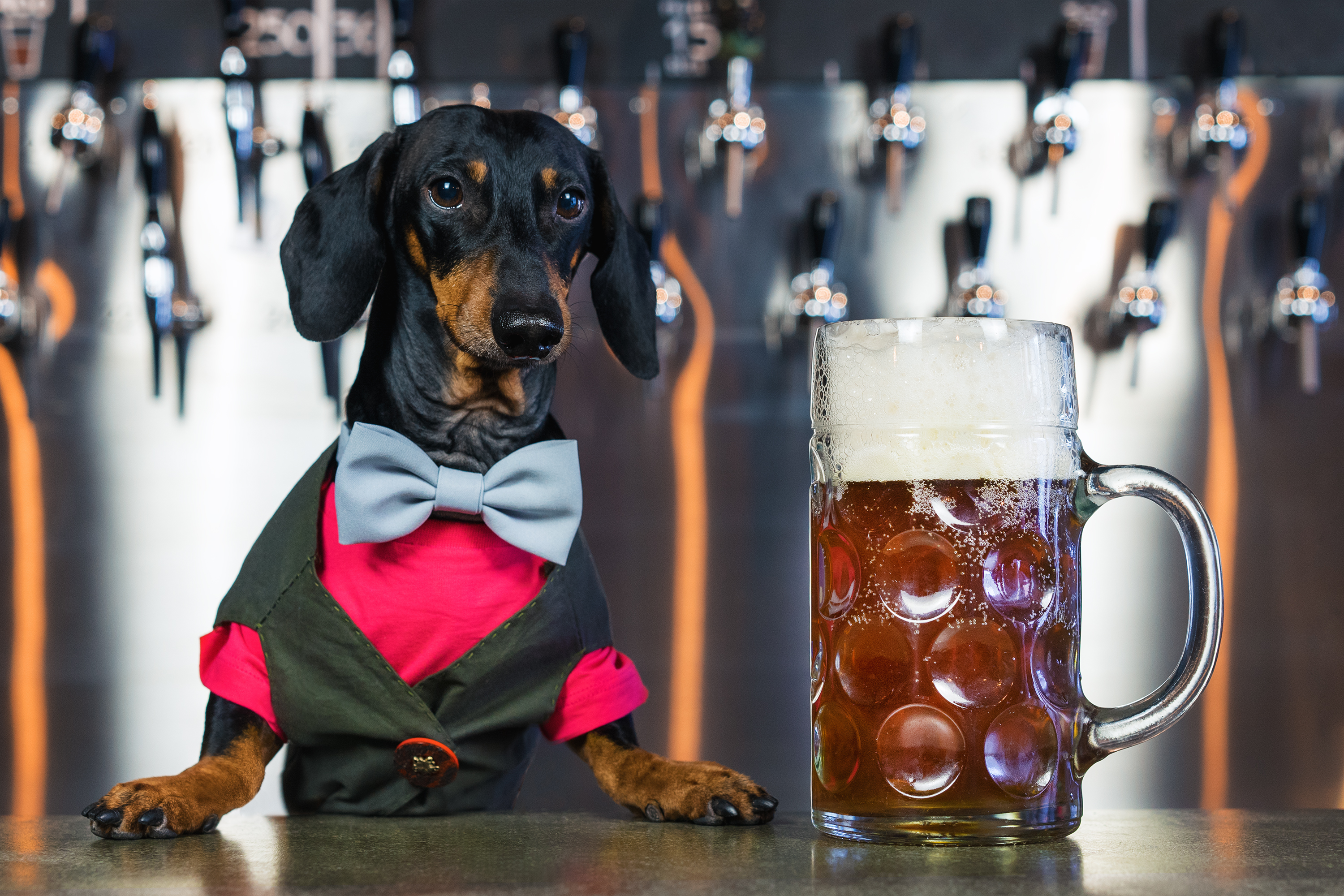 Client Alert: Dogs in Taprooms: Brewery Best Practices